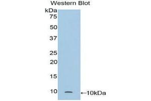 Western Blotting (WB) image for anti-Secretoglobin, Family 1A, Member 1 (Uteroglobin) (SCGB1A1) (AA 21-96) antibody (ABIN1173804) (SCGB1A1 抗体  (AA 21-96))