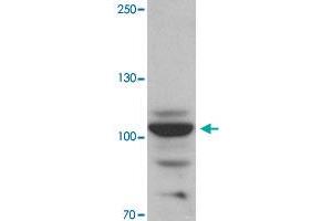 Western blot analysis of RAPGEF3 in rat skeletal muscle tissue with RAPGEF3 polyclonal antibody  at 1 ug/mL. (RAPGEF3 抗体  (N-Term))
