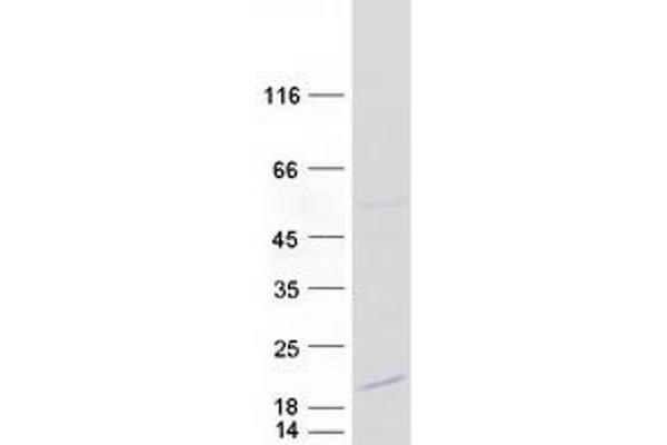 DSCR4 Protein (Myc-DYKDDDDK Tag)