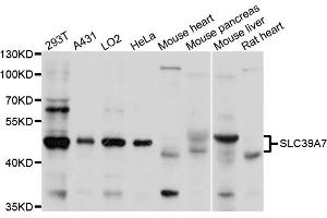 Western blot analysis of extracts of various cell lines, using SLC39A7 antibody (ABIN1874835) at 1:1000 dilution. (SLC39A7 抗体)