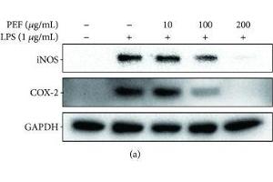 Effect of PEF on LPS-stimulated iNOS and COX-2 expression in RAW 264.
