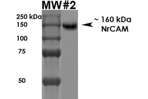 Western Blot analysis of Rat Brain Membrane showing detection of ~160 kDa NrCam protein using Mouse Anti-NrCam Monoclonal Antibody, Clone S364-51 . (NrCAM 抗体  (Extracellular Domain) (Atto 594))