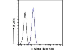 (ABIN185733) Flow cytometric analysis of paraformaldehyde fixed KNRK cells (blue line), permeabilized with 0. (CCM2 抗体  (Internal Region))