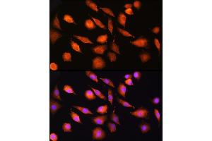 Immunofluorescence analysis of L929 cells using EXT2 Rabbit pAb (ABIN6130884, ABIN6140384, ABIN6140385 and ABIN6219129) at dilution of 1:100 (40x lens). (EXT2 抗体  (AA 80-340))