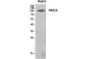 Western Blot (WB) analysis of HepG2 cells using PI 3-Kinase p110delta Polyclonal Antibody. (PIK3CD 抗体  (Internal Region))