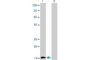 Western Blot analysis of BATF expression in transfected 293T cell line by BATF monoclonal antibody (M03), clone 1G4. (BATF 抗体  (AA 34-125))
