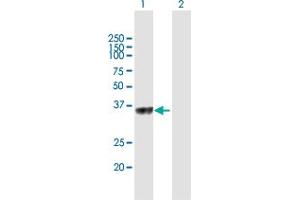 Western Blot analysis of C5orf51 expression in transfected 293T cell line by C5orf51 MaxPab polyclonal antibody. (C5orf51 抗体  (AA 1-294))