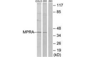 Western Blotting (WB) image for anti-Progestin and AdipoQ Receptor Family Member VII (PAQR7) (AA 297-346) antibody (ABIN2890894) (PAQR7 抗体  (AA 297-346))