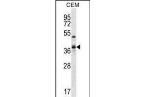 WDR25 Antibody (C-term) (ABIN657284 and ABIN2846372) western blot analysis in CEM cell line lysates (35 μg/lane). (WDR25 抗体  (C-Term))