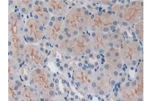 DAB staining on IHC-P; Samples: Mouse Kidney Tissue (TRAF6 抗体  (AA 254-475))