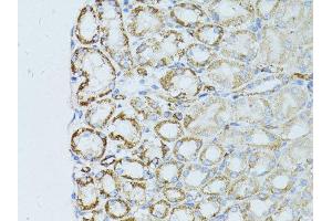 Immunohistochemistry (Paraffin-embedded Sections) (IHC (p)) image for anti-Occludin (OCLN) (AA 263-522) antibody (ABIN6144996)
