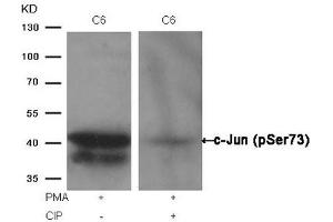 Western blot analysis of extracts from C6 cells, treated with PMA or calf intestinal phosphatase (CIP), using c-Jun (Phospho-Ser73) Antibody. (C-JUN 抗体  (pSer73))