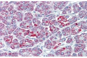 Immunohistochemistry with Human Pancrease lysate tissue at an antibody concentration of 5. (SLC39A5 抗体  (N-Term))