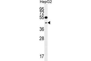 TXNL2 Antibody (N-term) western blot analysis in HepG2 cell line lysates (35 µg/lane). (GLRX3 抗体  (N-Term))