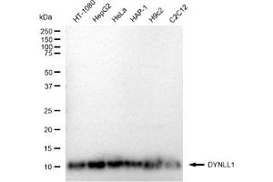 Western blotting analysis using DYNLL1 antibody (ABIN7798403).