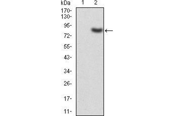 KAT5 抗体  (AA 18-208)