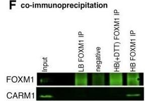 FOXM1 binding at ERα co-bound sites is dependent on ERα. (FOXM1 抗体)