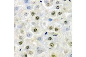 Immunohistochemical analysis of FIP1L1 staining in mouse liver formalin fixed paraffin embedded tissue section. (FIP1L1 抗体)