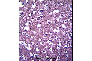 PCDHGA3 Antibody (Center) (ABIN657534 and ABIN2846552) immunohistochemistry analysis in formalin fixed and paraffin embedded human brain tissue followed by peroxidase conjugation of the secondary antibody and DAB staining. (PCDHGA3 抗体  (AA 284-311))