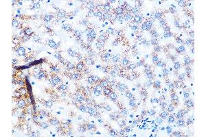 Immunohistochemistry of paraffin-embedded rat liver using NDUFS3 Rabbit mAb (ABIN7268820) at dilution of 1:100 (40x lens).