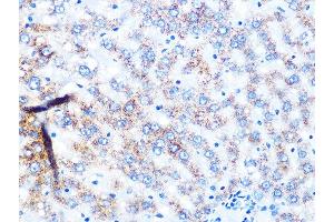 Immunohistochemistry of paraffin-embedded rat liver using NDUFS3 Rabbit mAb (ABIN7268820) at dilution of 1:100 (40x lens). (NDUFS3 抗体)