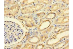 Immunohistochemistry of paraffin-embedded human kidney tissue using ABIN7165534 at dilution of 1:100 (FAM71A 抗体  (AA 381-594))