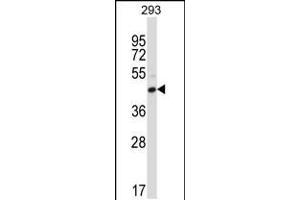 Western blot analysis in 293 cell line lysates (35ug/lane). (FCGR2C 抗体  (C-Term))