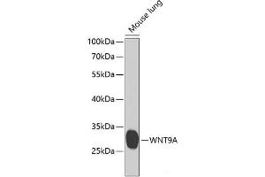 Western blot analysis of extracts of Mouse lung using WNT9A Polyclonal Antibody at dilution of 1:1000. (WNT9A 抗体)