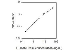 ELISA image for V-Erb-A erythroblastic Leukemia Viral Oncogene Homolog 4 (Avian) (ERBB4) ELISA Kit (ABIN4882769) (ERBB4 ELISA 试剂盒)