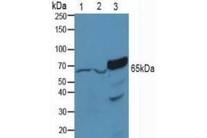 Figure. (PAK1 抗体  (AA 252-501))