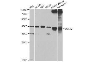 Western blot analysis of extracts of various cell lines, using BCAT2 Antibody. (BCAT2 抗体  (AA 20-200))