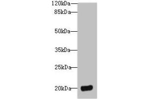 Western blot All lanes: DEFB129 antibody at 8 μg/mL + HL60 whole cell lysate Secondary Goat polyclonal to rabbit IgG at 1/10000 dilution Predicted band size: 21 kDa Observed band size: 21 kDa (DEFB129 抗体  (AA 20-183))