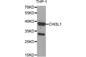 Western Blotting (WB) image for anti-Chitinase 3-Like 1 (Cartilage Glycoprotein-39) (CHI3L1) (AA 22-240) antibody (ABIN1679215) (CHI3L1 抗体  (AA 22-240))