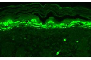 Immunohistochemistry analysis using Mouse Anti-SHANK1 Monoclonal Antibody, Clone S22-21 . (SHANK1 抗体  (AA 469-691) (PerCP))