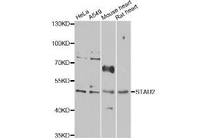 Western blot analysis of extracts of various cell lines, using STAU2 antibody (ABIN6289963) at 1:1000 dilution. (Double-stranded RNA-binding protein Staufen homolog 2 (STAU2) 抗体)