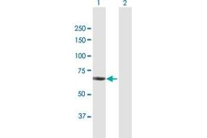 Western Blot analysis of CHAF1B expression in transfected 293T cell line by CHAF1B MaxPab polyclonal antibody. (CHAF1B 抗体  (AA 1-559))