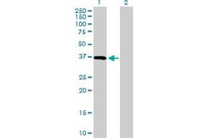 Western Blot analysis of CD5L expression in transfected 293T cell line by CD5L MaxPab polyclonal antibody. (CD5L 抗体  (AA 1-347))