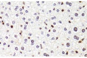 Immunohistochemistry of paraffin-embedded Mouse liver using POLR2B Polyclonal Antibody at dilution of 1:100 (40x lens). (POLR2B 抗体)