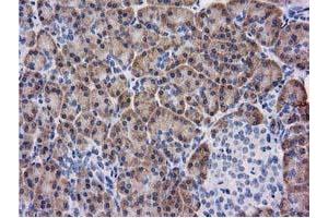 Immunohistochemical staining of paraffin-embedded Human pancreas tissue using anti-KCTD14 mouse monoclonal antibody. (KCTD14 抗体)