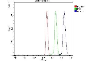 Flow Cytometry analysis of U937 cells using anti-BCAT1 antibody (ABIN7602594).