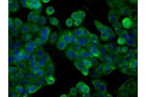 Anti-PDE4A mouse monoclonal antibody (ABIN2453430) immunofluorescent staining of COS7 cells transiently transfected by pCMV6-ENTRY PDE4A (RC207765). (PDE4A 抗体)