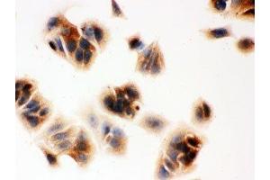 Immunocytochemistry (ICC) image for anti-Ovalbumin (OVA) (AA 1-350) antibody (ABIN3032105)