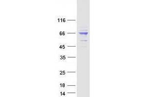 Western Blotting (WB) image for Apoptosis-Inducing Factor, Mitochondrion-Associated, 1 (AIFM1) (Transcript Variant 2) protein (Myc-DYKDDDDK Tag) (ABIN2714483)