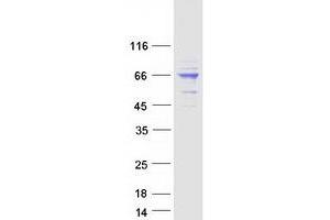 Validation with Western Blot (AIF Protein (Transcript Variant 2) (Myc-DYKDDDDK Tag))