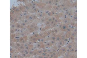 Used in DAB staining on fromalin fixed paraffin- embedded Kidney tissue (PMM1 抗体  (AA 2-262))