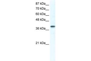 Western Blotting (WB) image for anti-Transcription Factor AP-4 (Activating Enhancer Binding Protein 4) (TFAP4) antibody (ABIN2461526) (TFAP4 抗体)