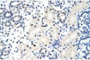 Immunohistochemical staining (Formalin-fixed paraffin-embedded sections) of human kidney with FOXG1 polyclonal antibody  at 4-8 ug/mL working concentration. (FOXG1 抗体  (N-Term))