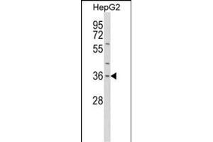 Western blot analysis of IL1A Antibody (Center) (ABIN652257 and ABIN2841071) in HepG2 cell line lysates (35 μg/lane). (IL1A 抗体  (AA 177-206))