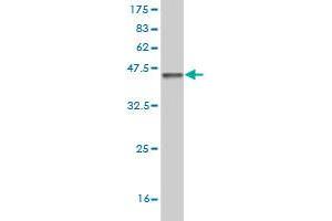 Western Blot detection against Immunogen (40.
