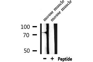 Western blot analysis of extracts from mouse muscle, using A-Myb Antibody. (MYBL1 抗体  (Internal Region))